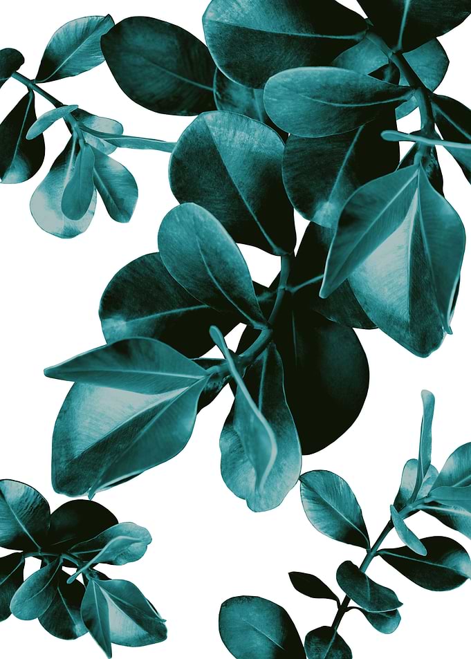 Ficus Leaves Dream 3