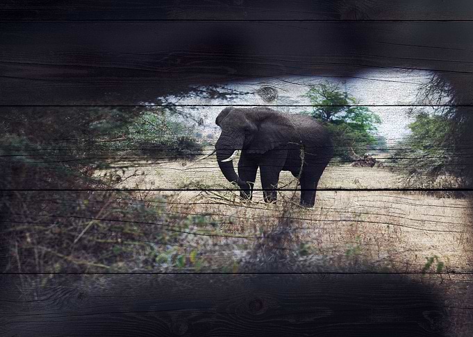 Elephant Art