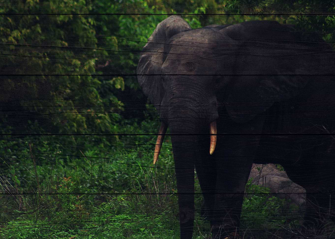 Elephant Art