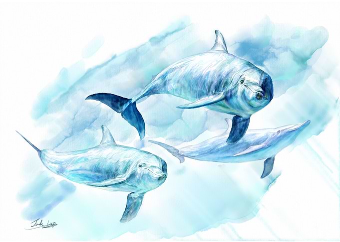 dolphin
