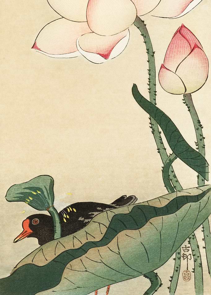 Moorhen and lotus flower