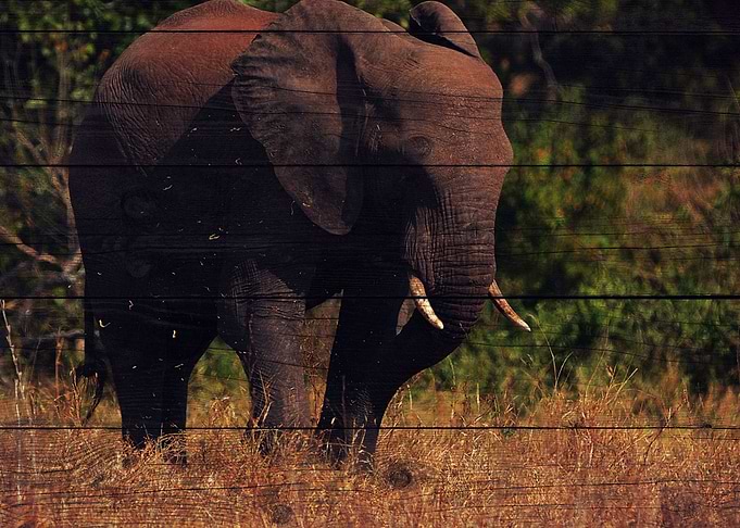 Elephant Art