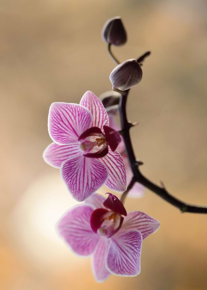 Pink Orchidea