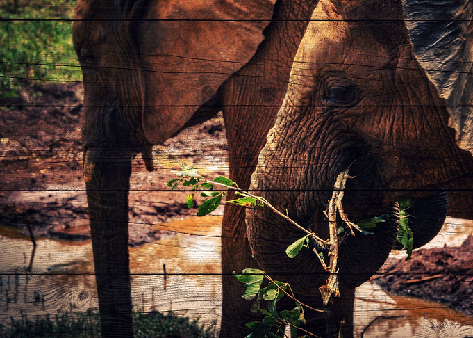 Elephant Art