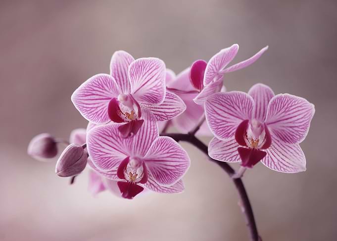 Orchidea flowers