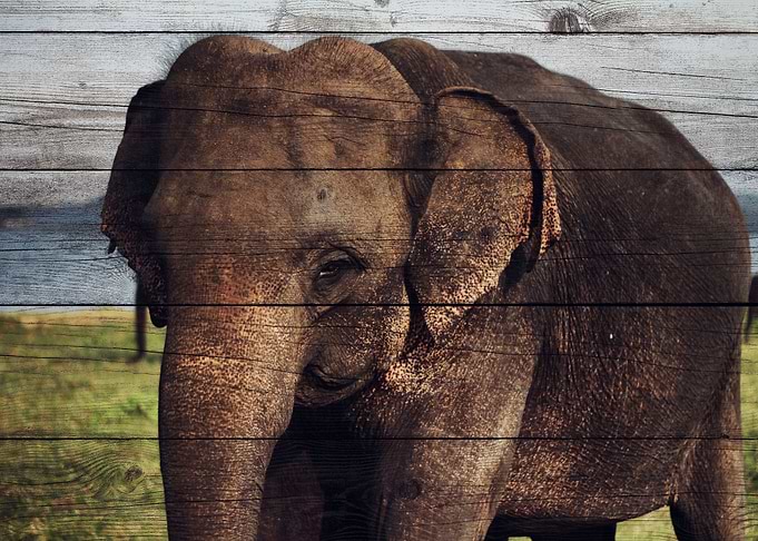 Elephant Art