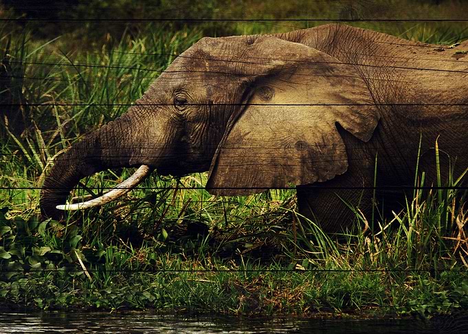Elephant Art