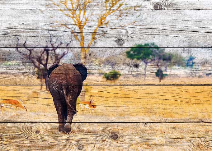 Elephant Art