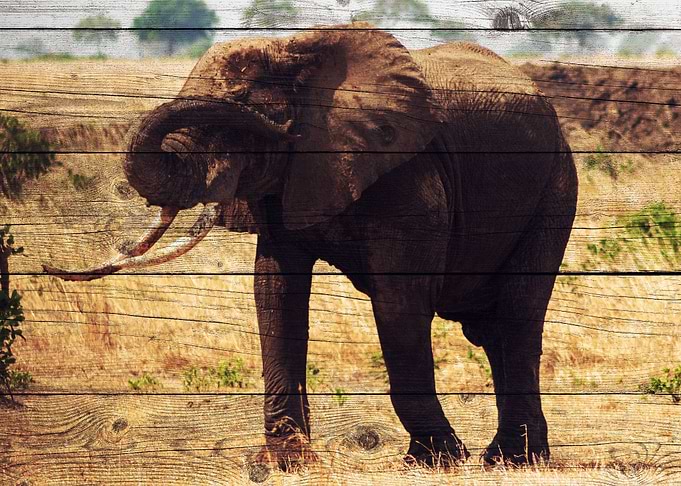 Elephant Art