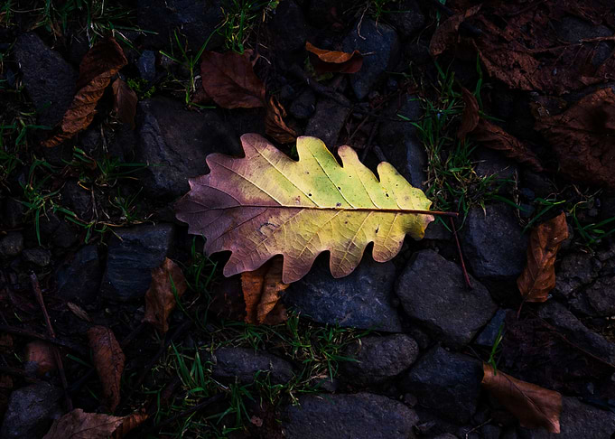 Last breath of fall