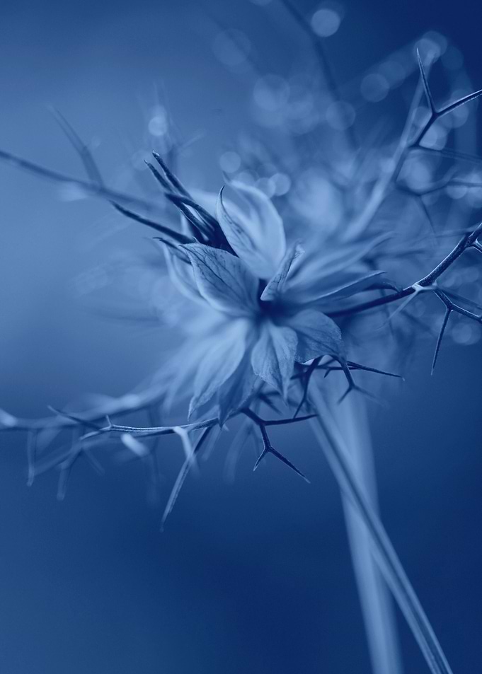 Blue Nigella