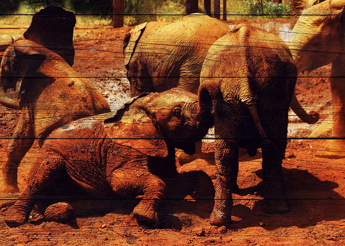 Elephant Art