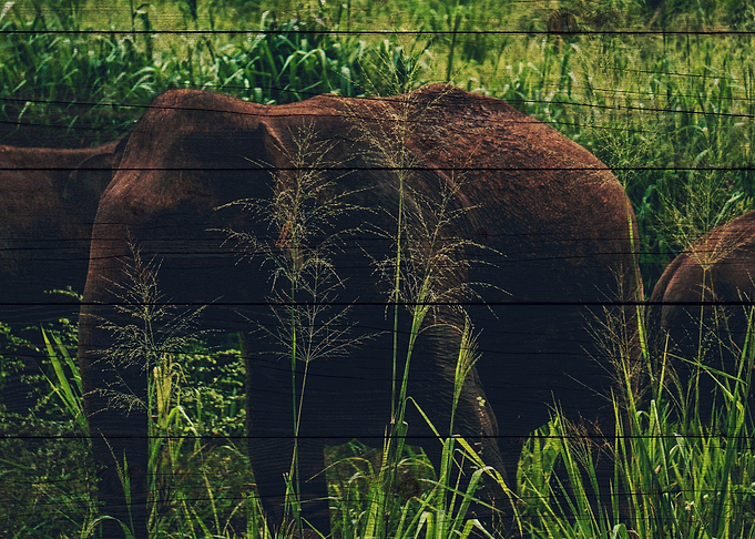 Elephant Art