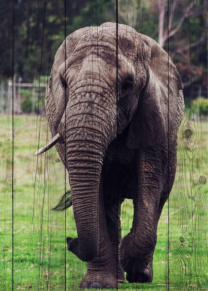 Elephant Art