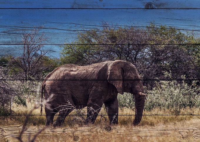 Elephant Art