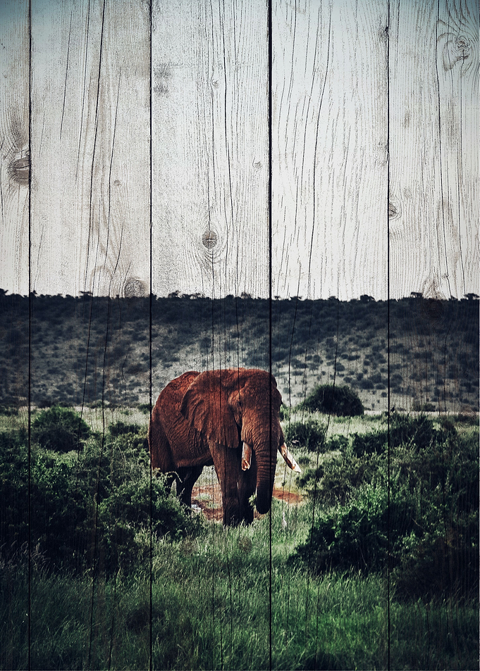 Elephant Art