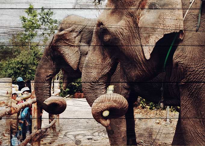 Elephant Art