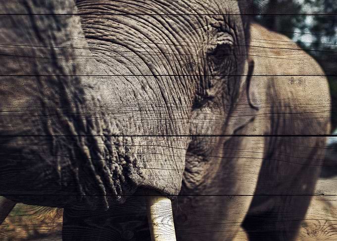 Elephant Art