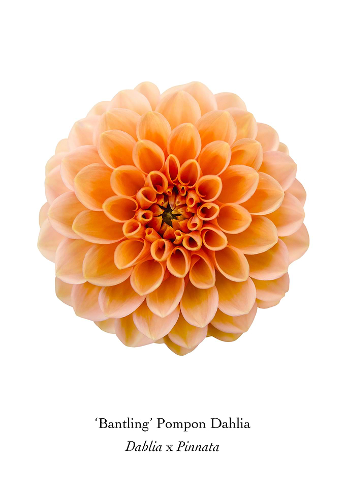 Bantling Pompon Dahlia