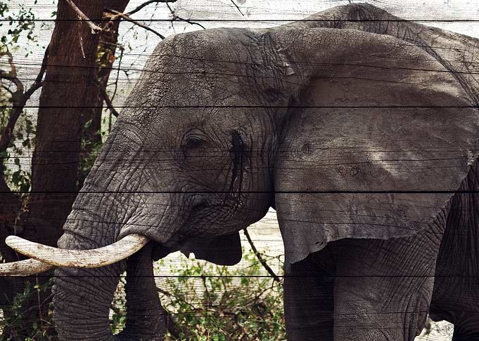 Elephant Art