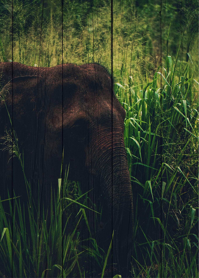 Elephant Art