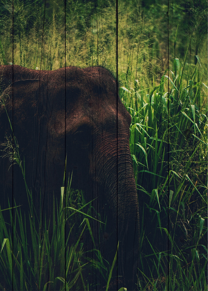 Elephant Art