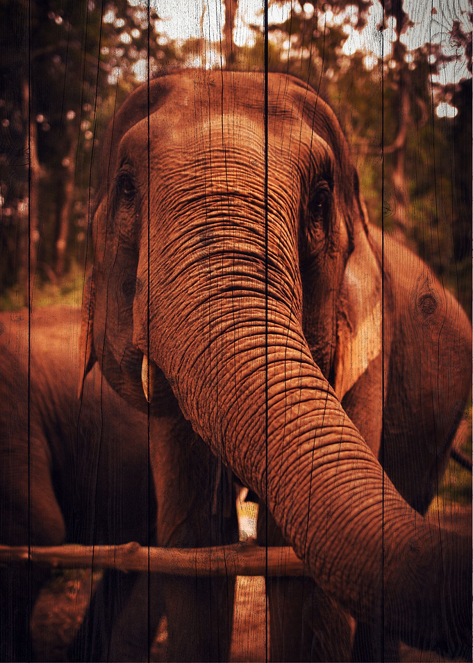 Elephant Art