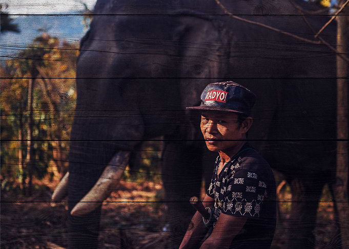 Elephant Art