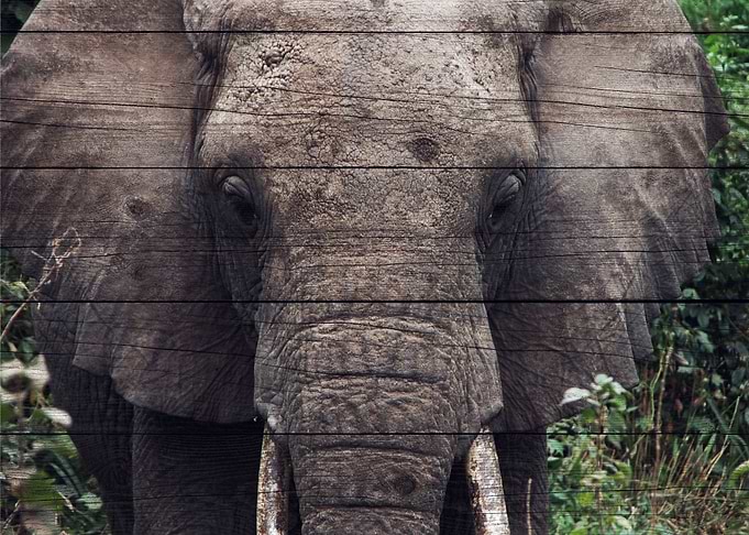 Elephant Art