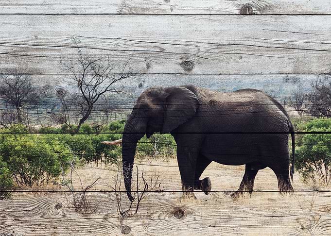 Elephant Art