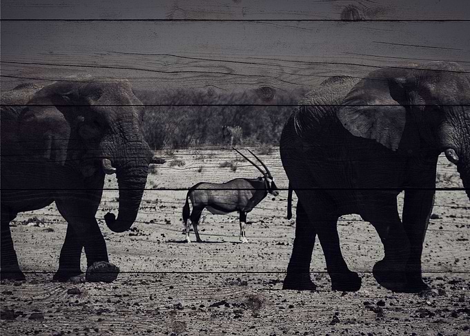 Elephant Art