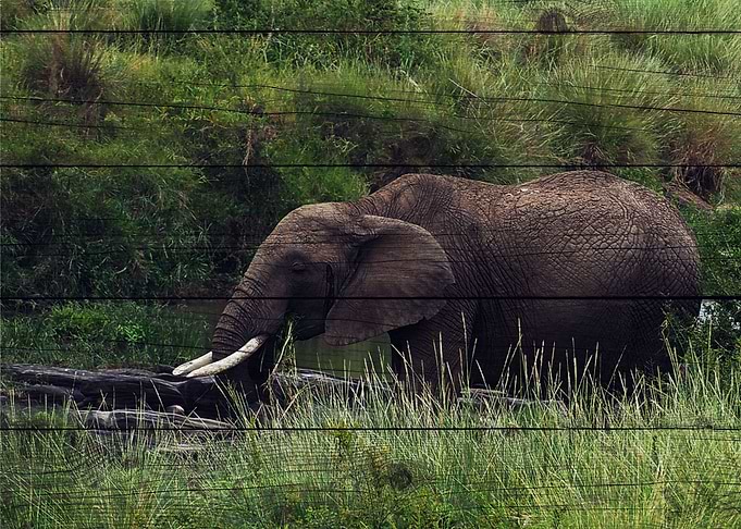 Elephant Art