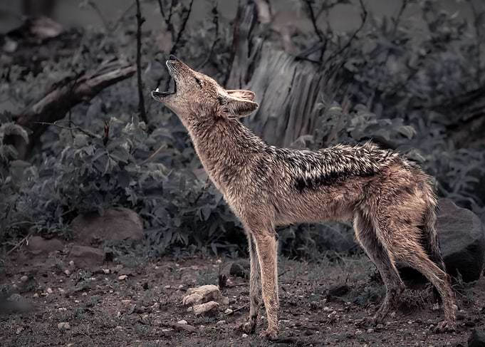 Call of the Wild