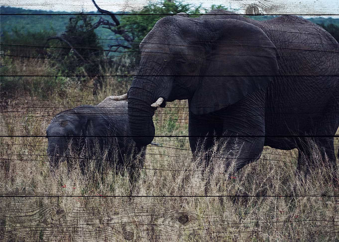 Elephant Art