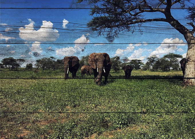 Elephant Art