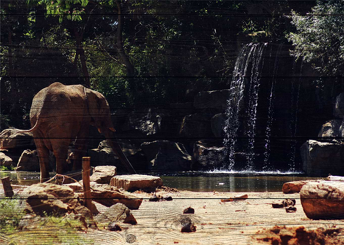 Elephant Art