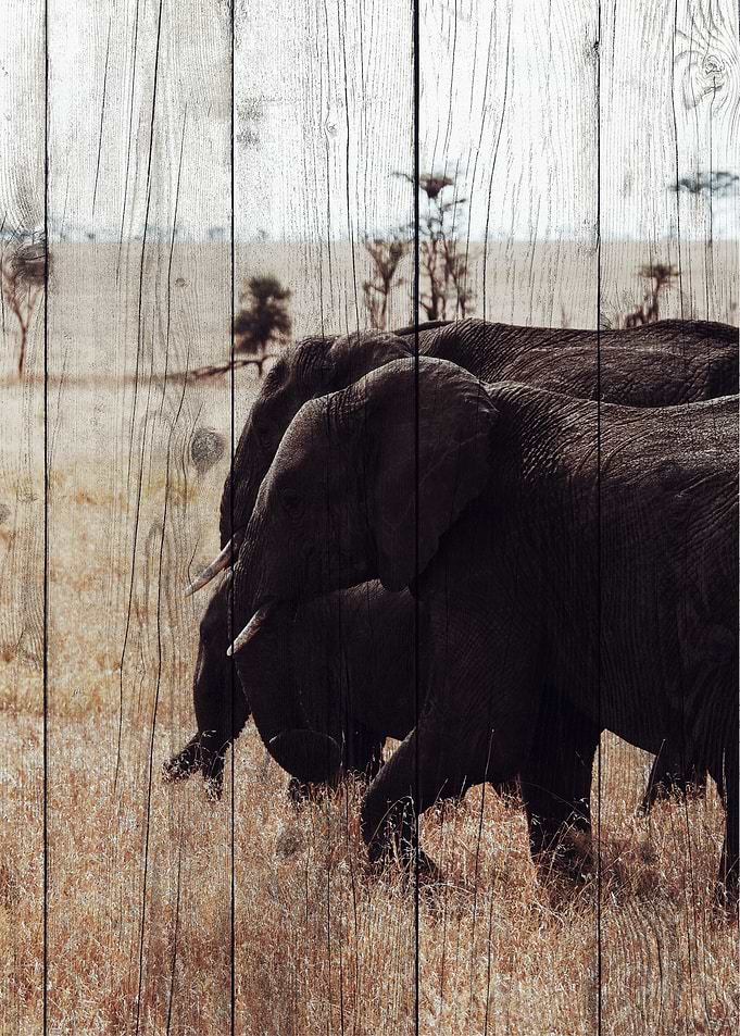 Elephant Art