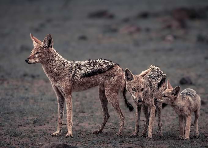 Family Affairs