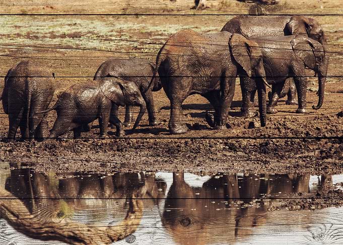 Elephant Art