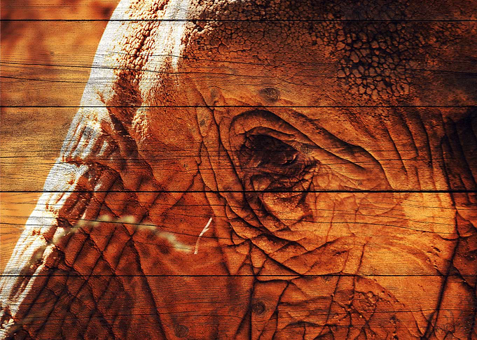 Elephant Art