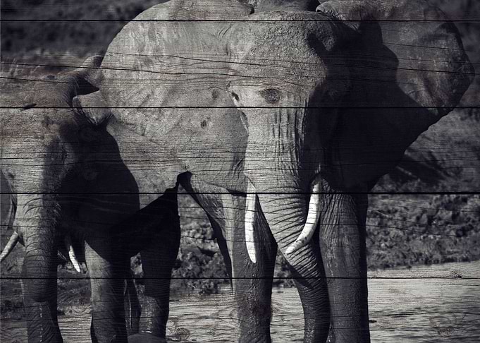 Elephant Art
