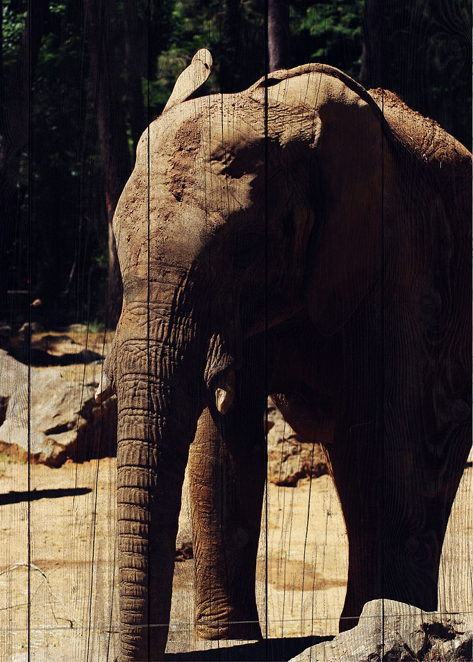 Elephant Art