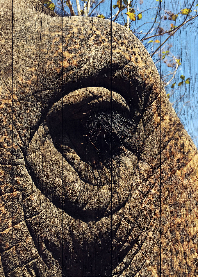 Elephant Art