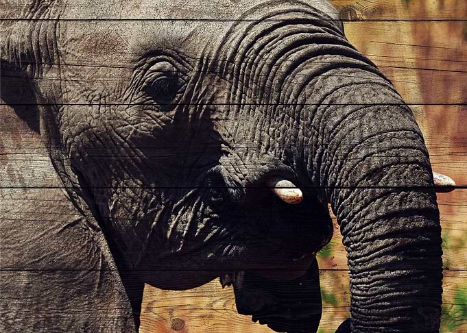 Elephant Art