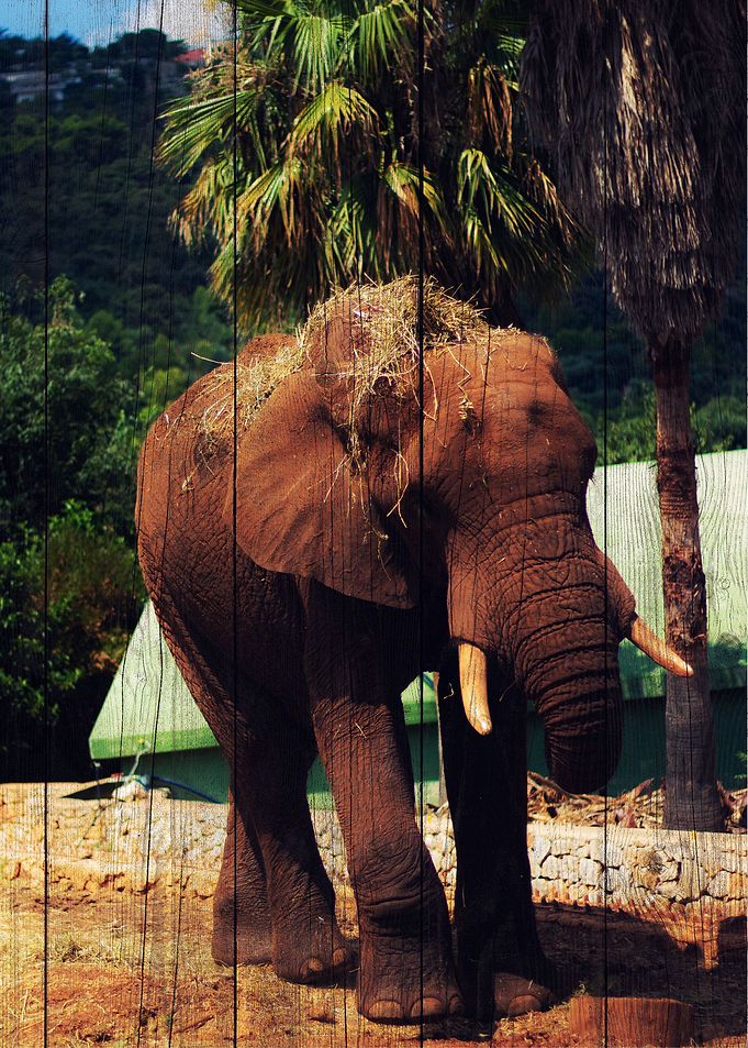 Elephant Art