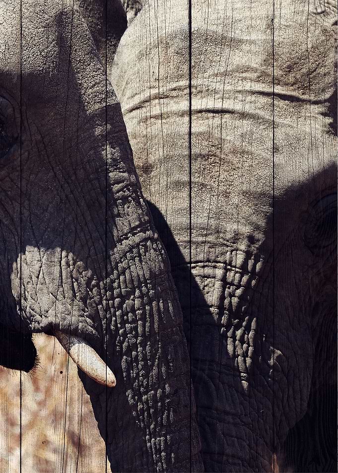 Elephant Art