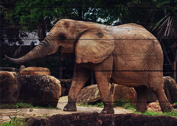 Elephant Art