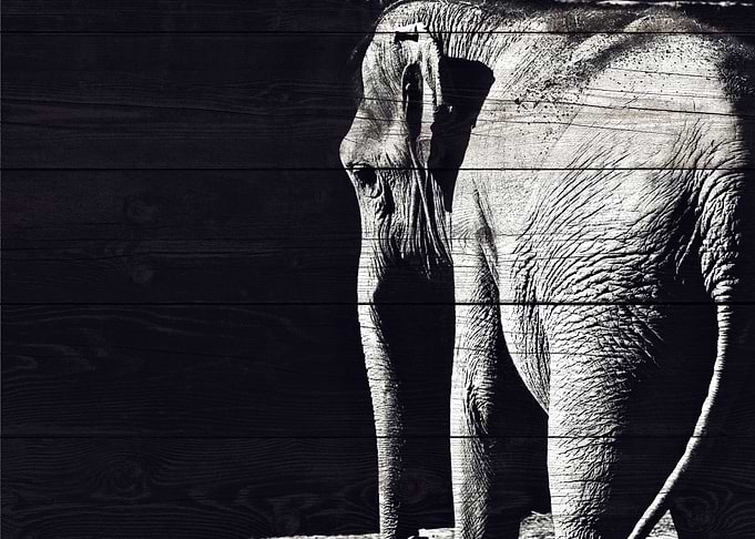 Elephant Art