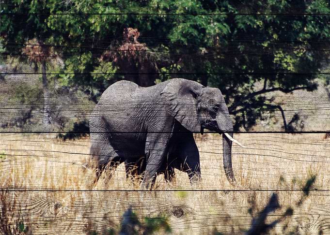Elephant Art