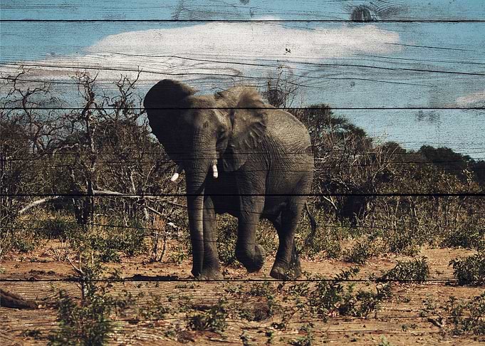 Elephant Art